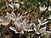 37 Al Monte Campo Crocus vernus bianchi-violetti 